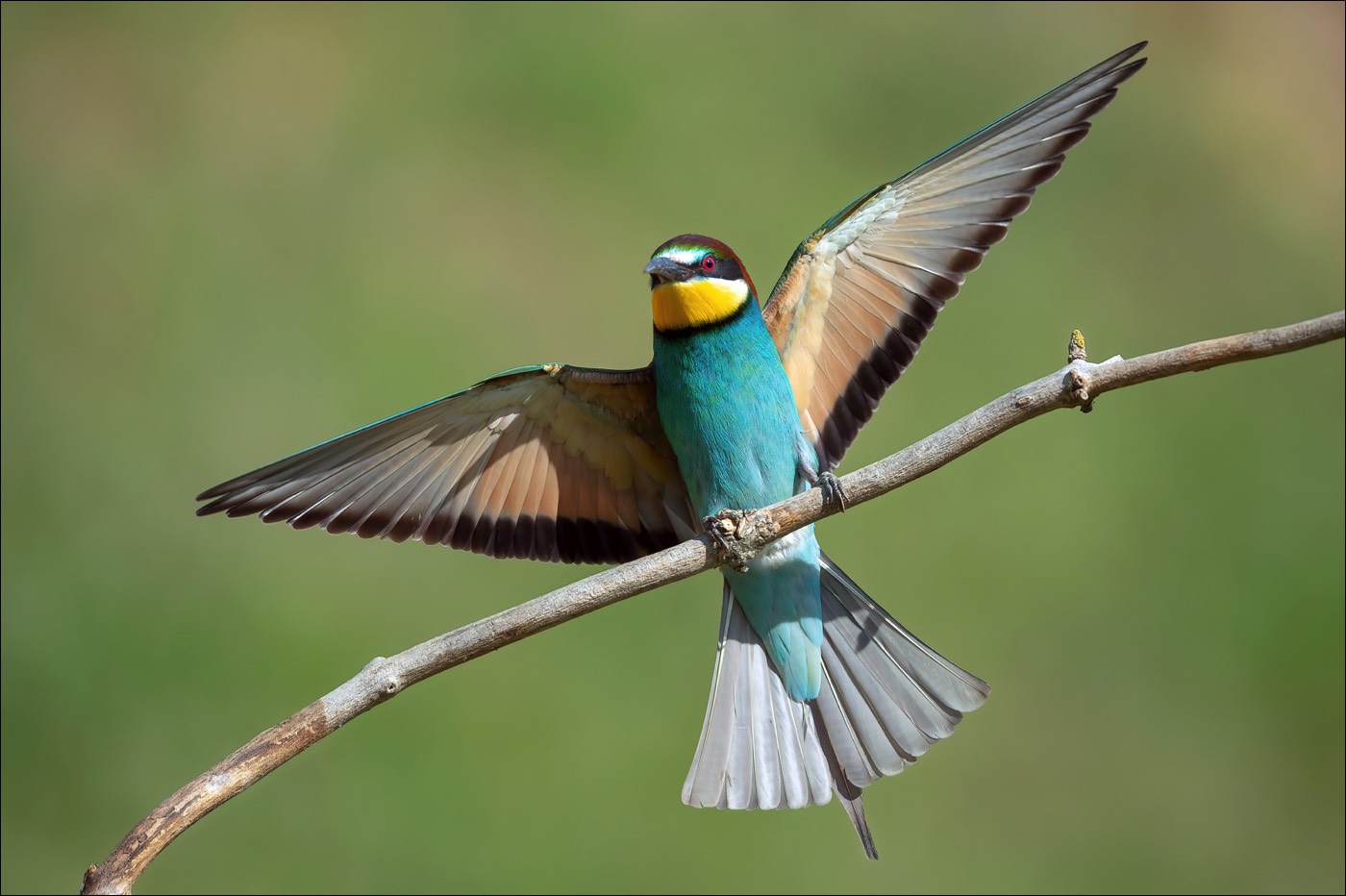 European Bee-eater (Bijeneter)