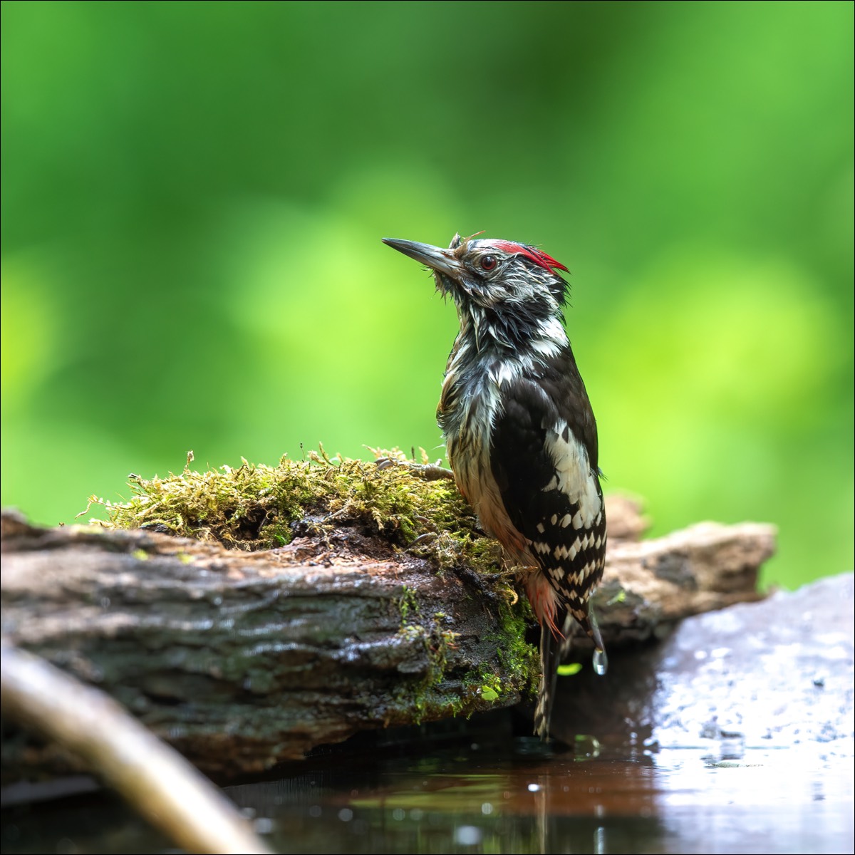 Middle Spotted Woodpecker (Middelste Bonte Specht)