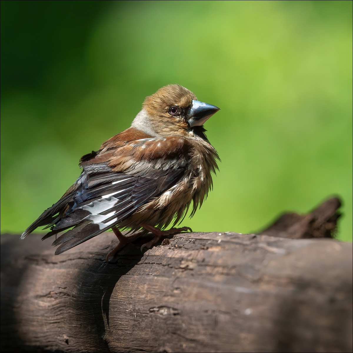 Hawfinch (Appelvink)