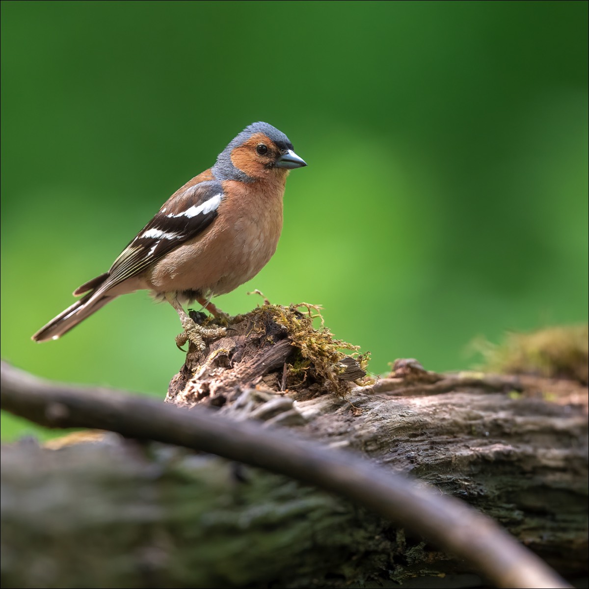 Chaffinch (Vink)