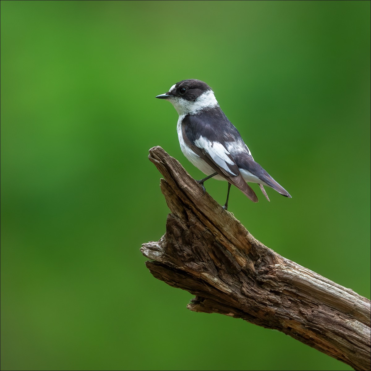 Collared Flycatcher (Withalsvliegenvanger)