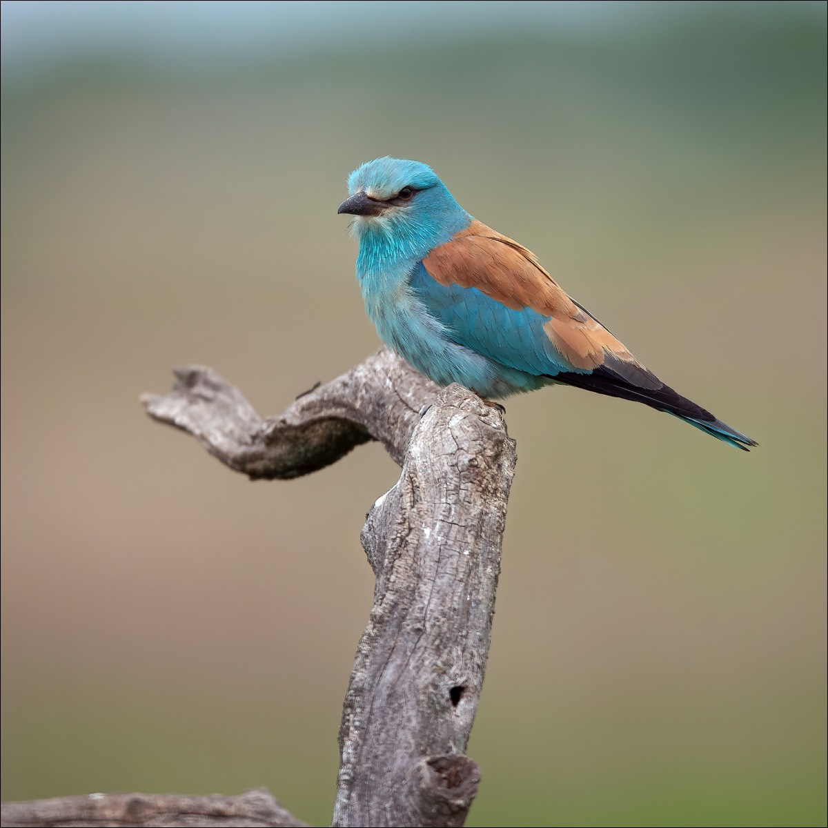 European Roller (Scharrelaar)