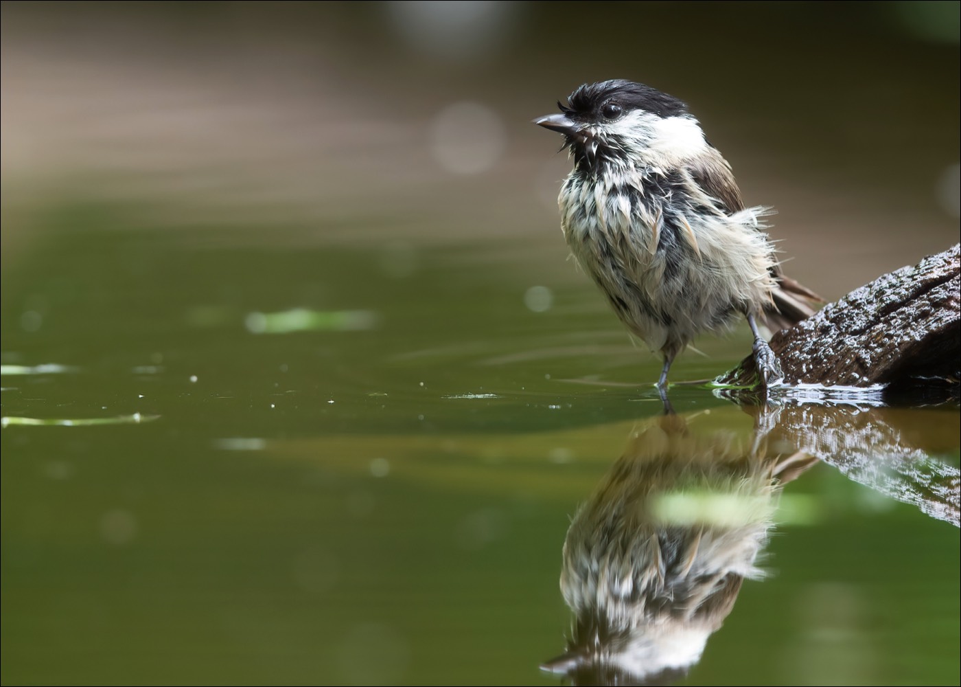 Marsh Tit (Glanskop)