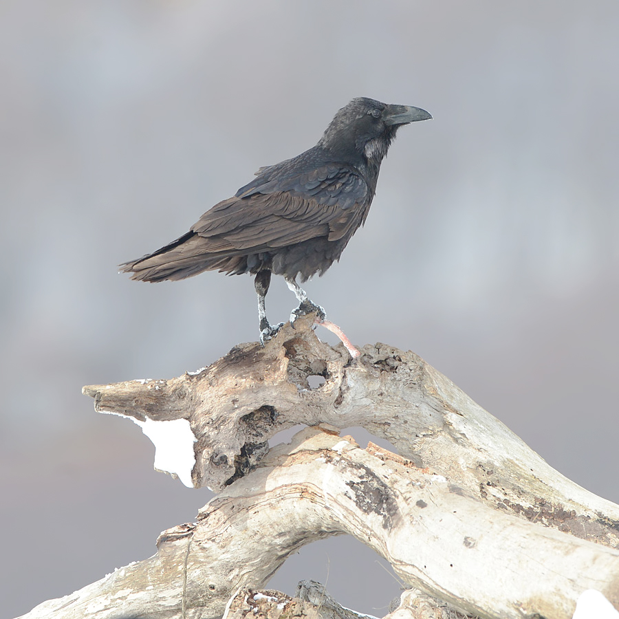 Common Raven (Raaf)