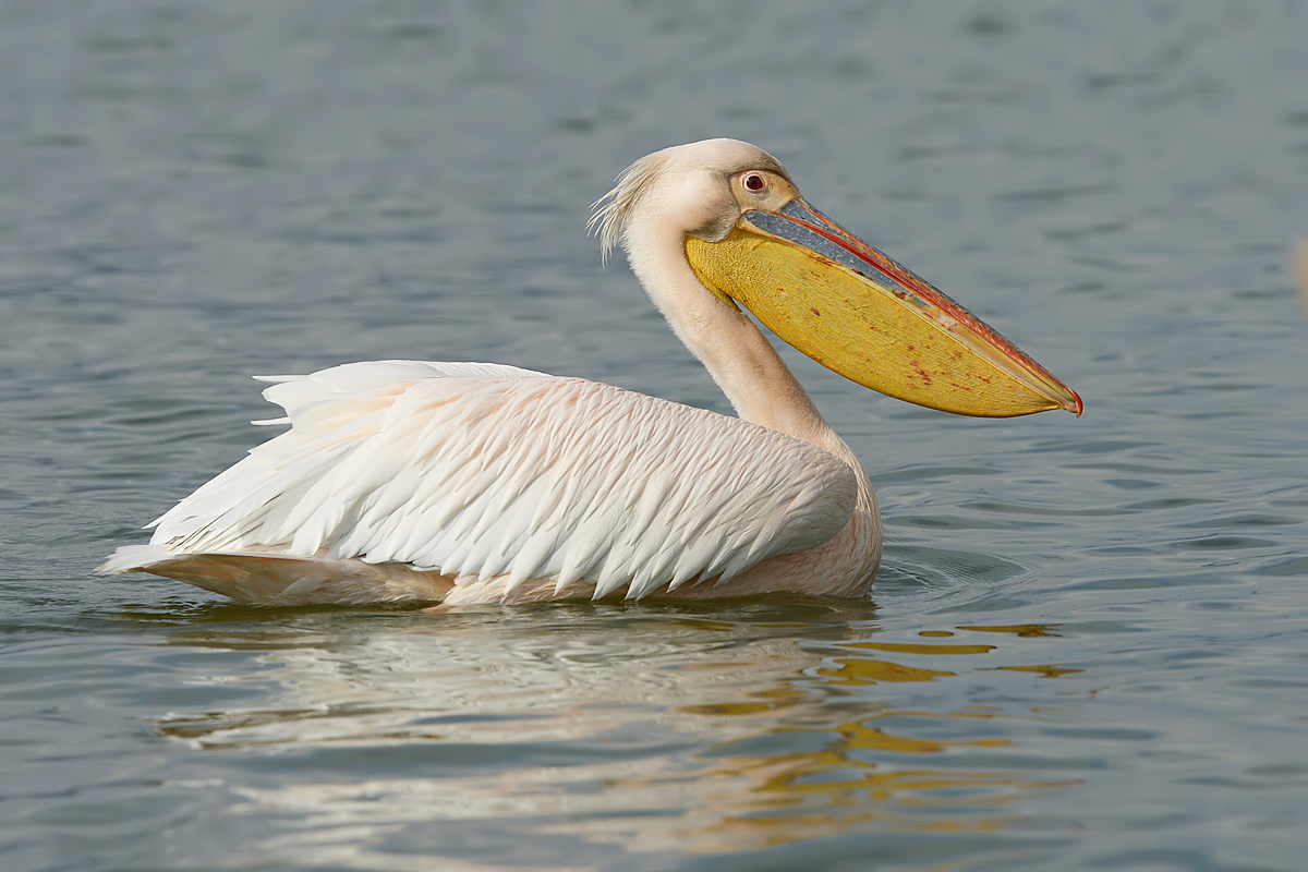 White Pelican (Witte Pelikaan)