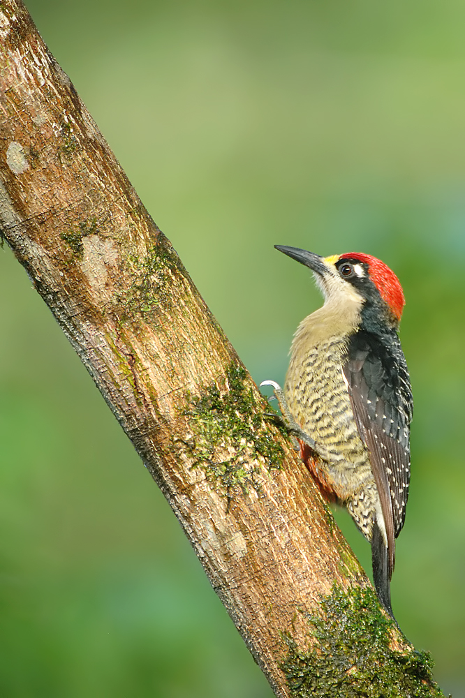 Black-cheeked Woodpecker (Zwartwangspecht