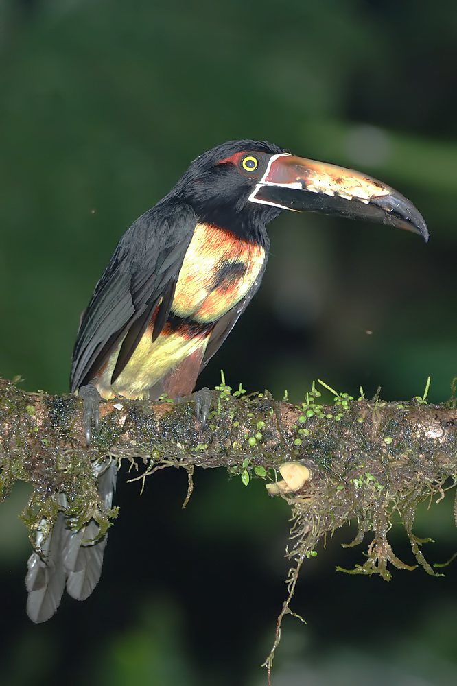 Colared Aracari (Halsband-arassari)