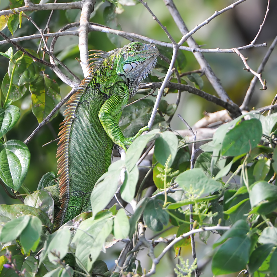 Green Iguana (Groene Leguaan)