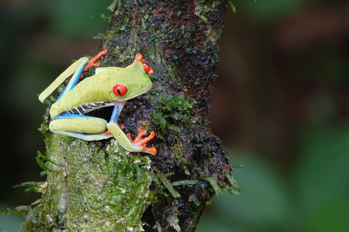 Red-eyed Treefrog (Roodoog-Makikikker)