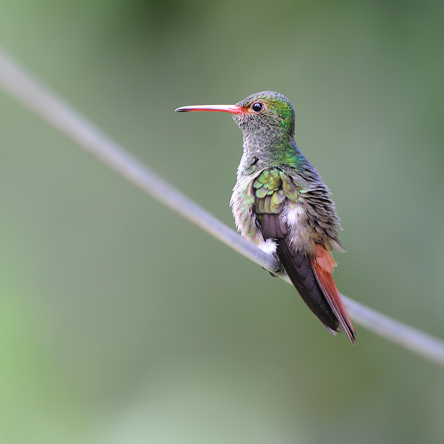 Rufous-tailed Hummingbird (Roodstaartamazilia)