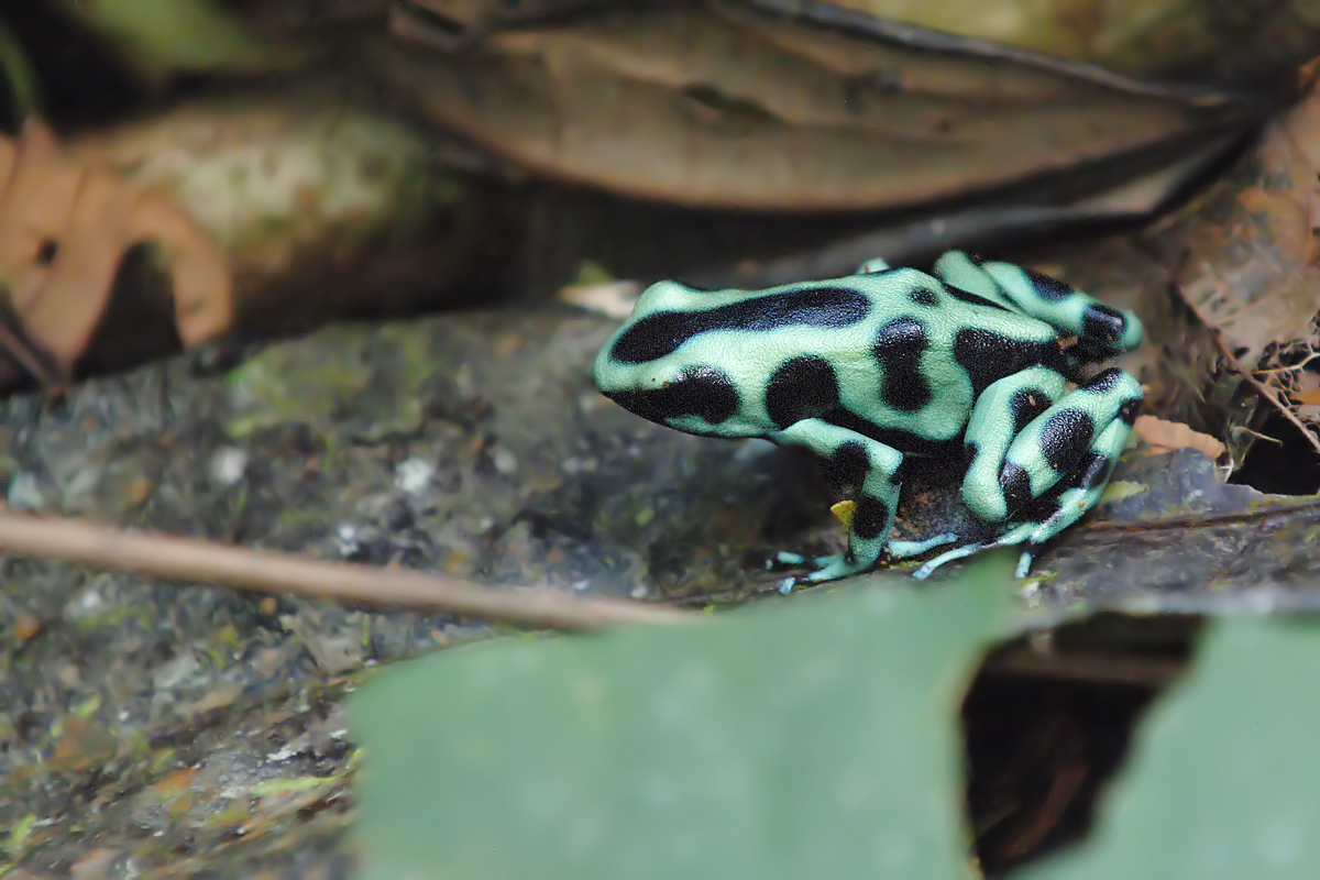 Green and black Poison Dart Frog (Groenzwarte Pijlgifkikker)