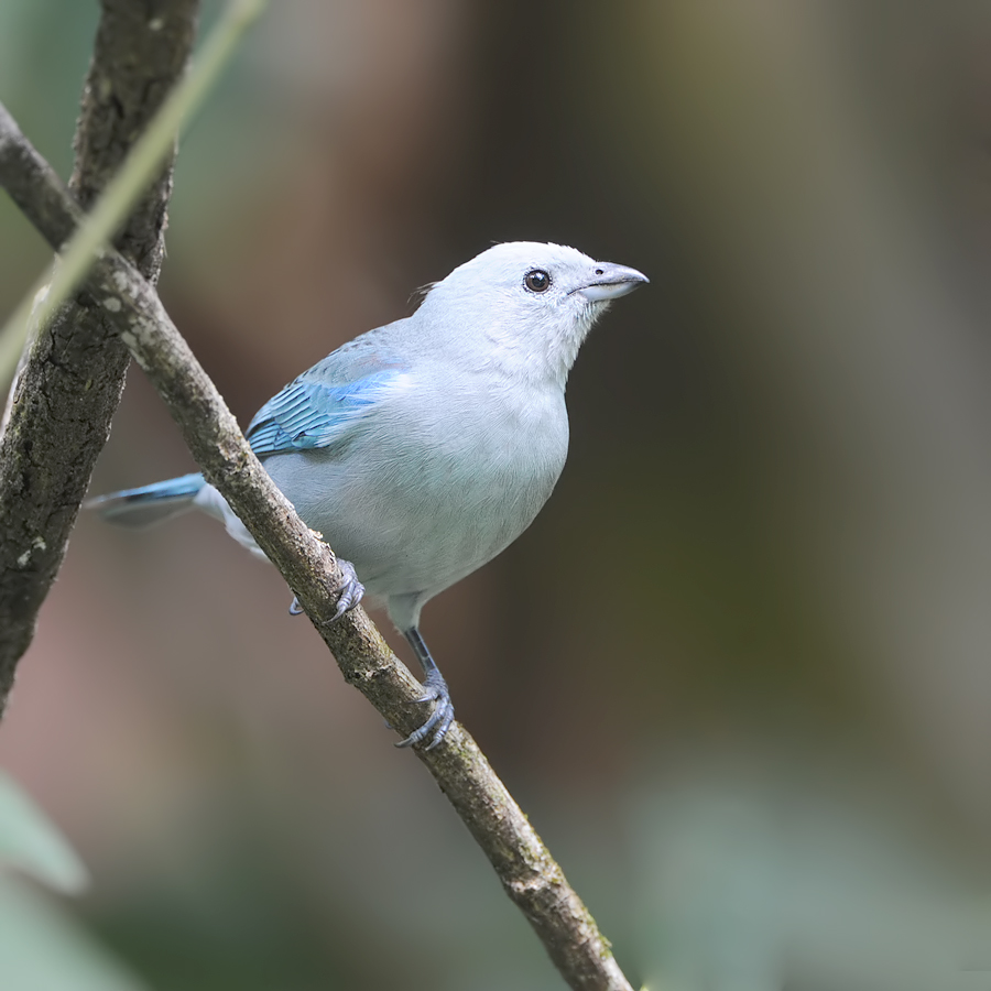 Blue-Gray Tanager (Bisschopstangare)