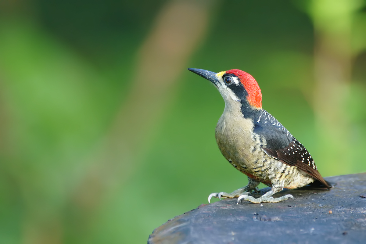 Black-cheeked Woodpecker (Zwartwangspecht)