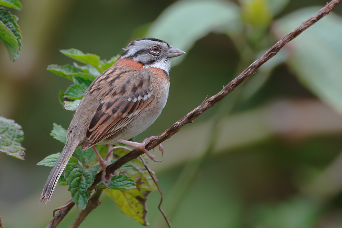 Rufous-collared sparrow (Roodkraaggors)
