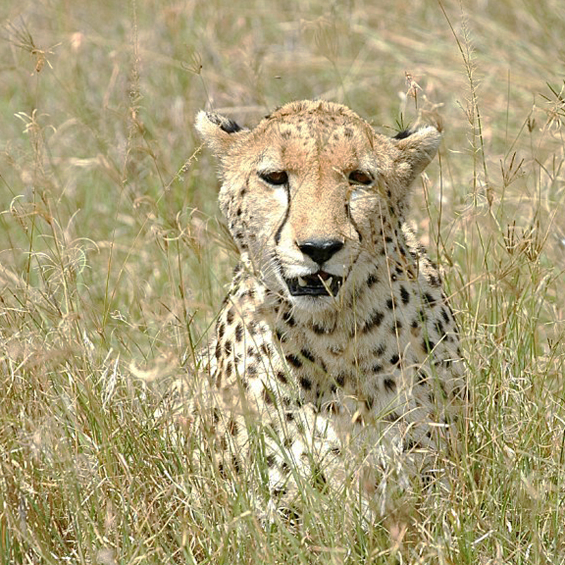 Cheetaah (Jachtluipaard)