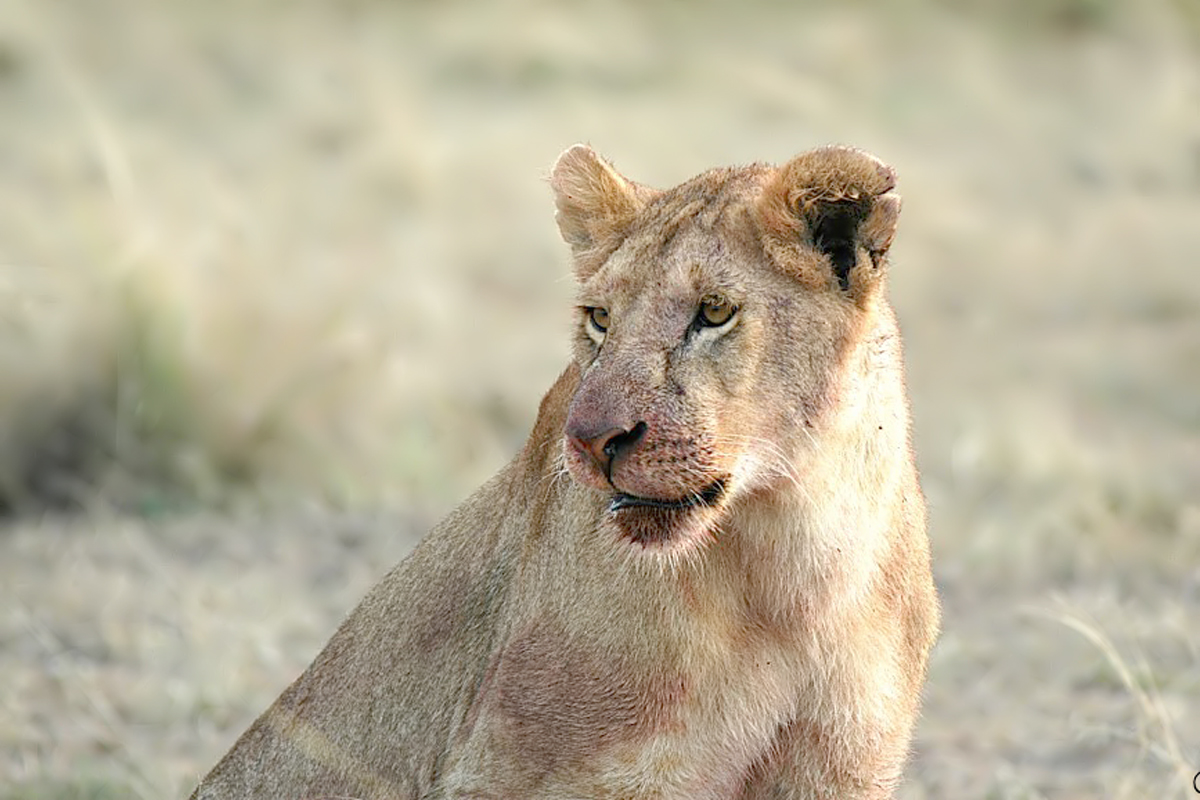 Lion (Leeuw)
