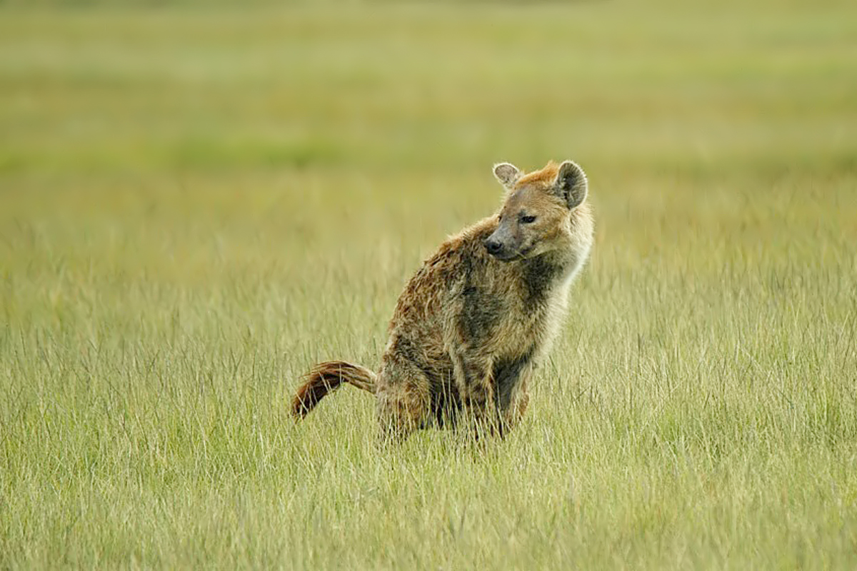 Spotted Hyena (Gevlekte Hyena)