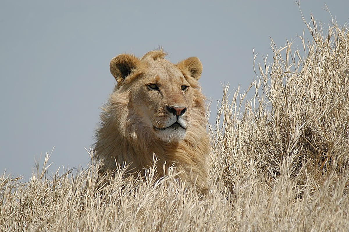 Lion (leeuw)