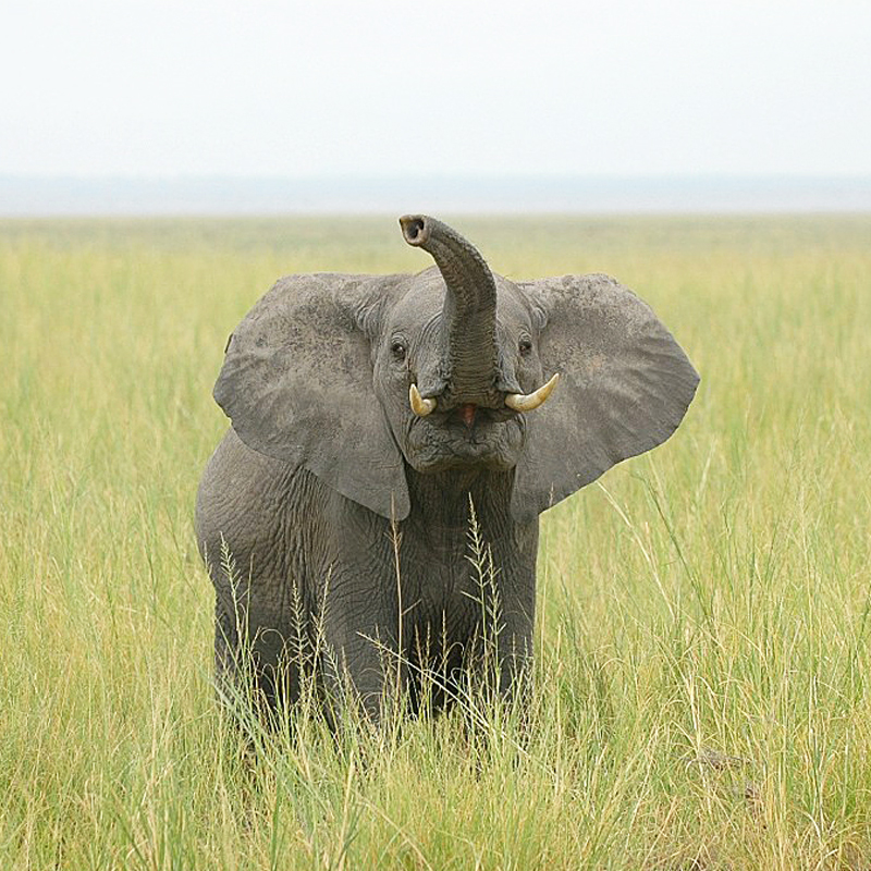 Elephant (Olifant)