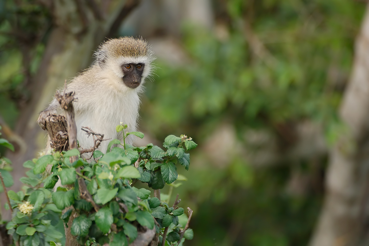 Vervet Monkey (Groene Meerkat)