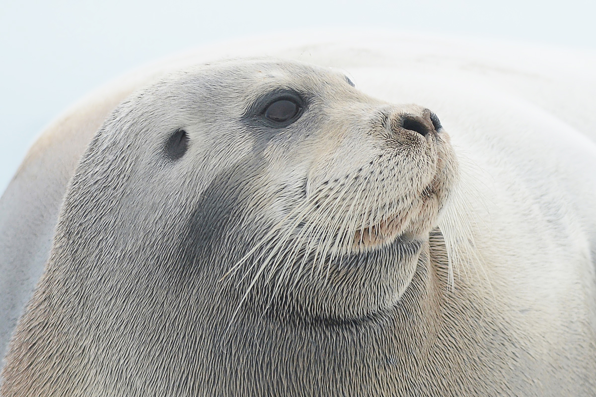 Bearded Seal (Baardrob)