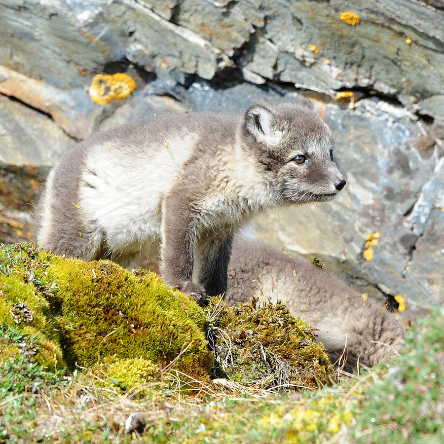 Arctic Fox (Poolvos)