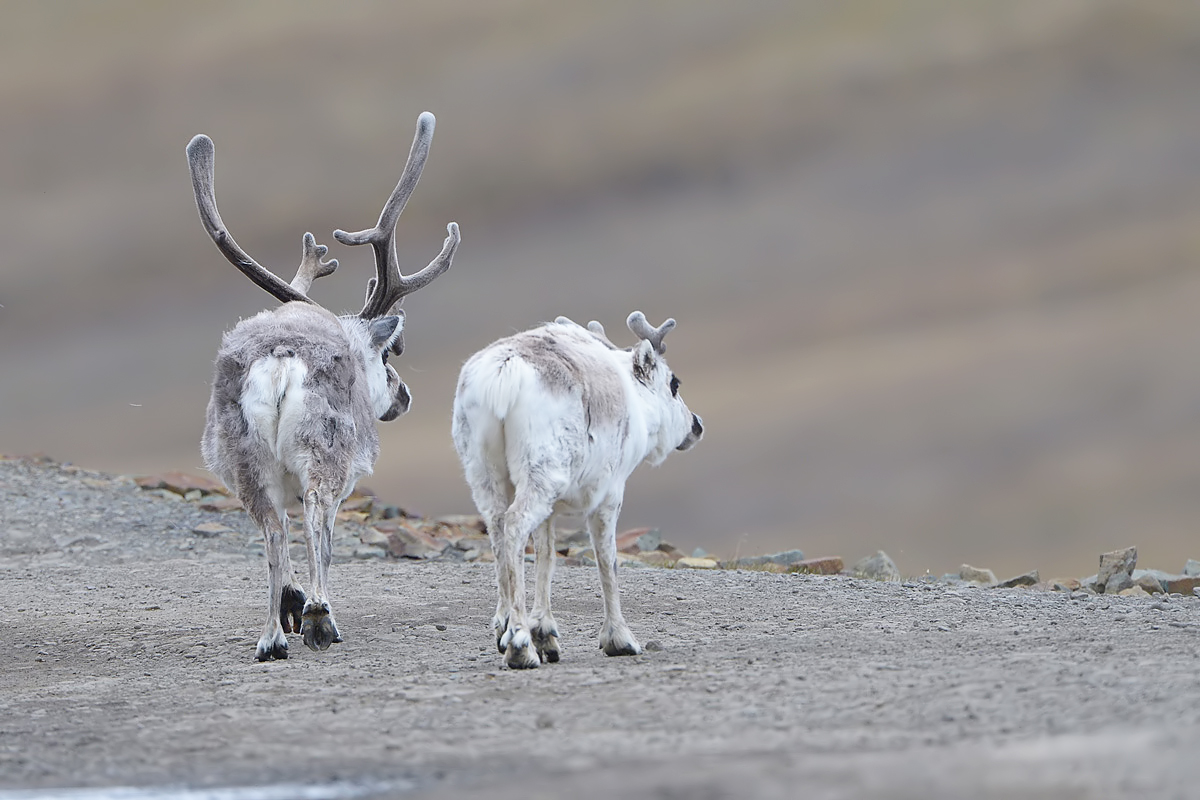 Svalbard Reindeer (Spitsbergen Rendier)