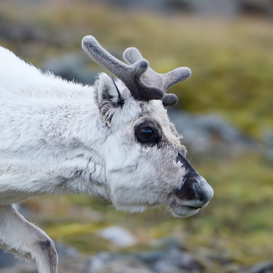 Svalbard Reindeer (Spitsbergen Rendier)
