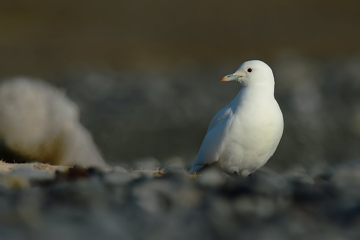 Ivory Gull (Ivoormeeuw)