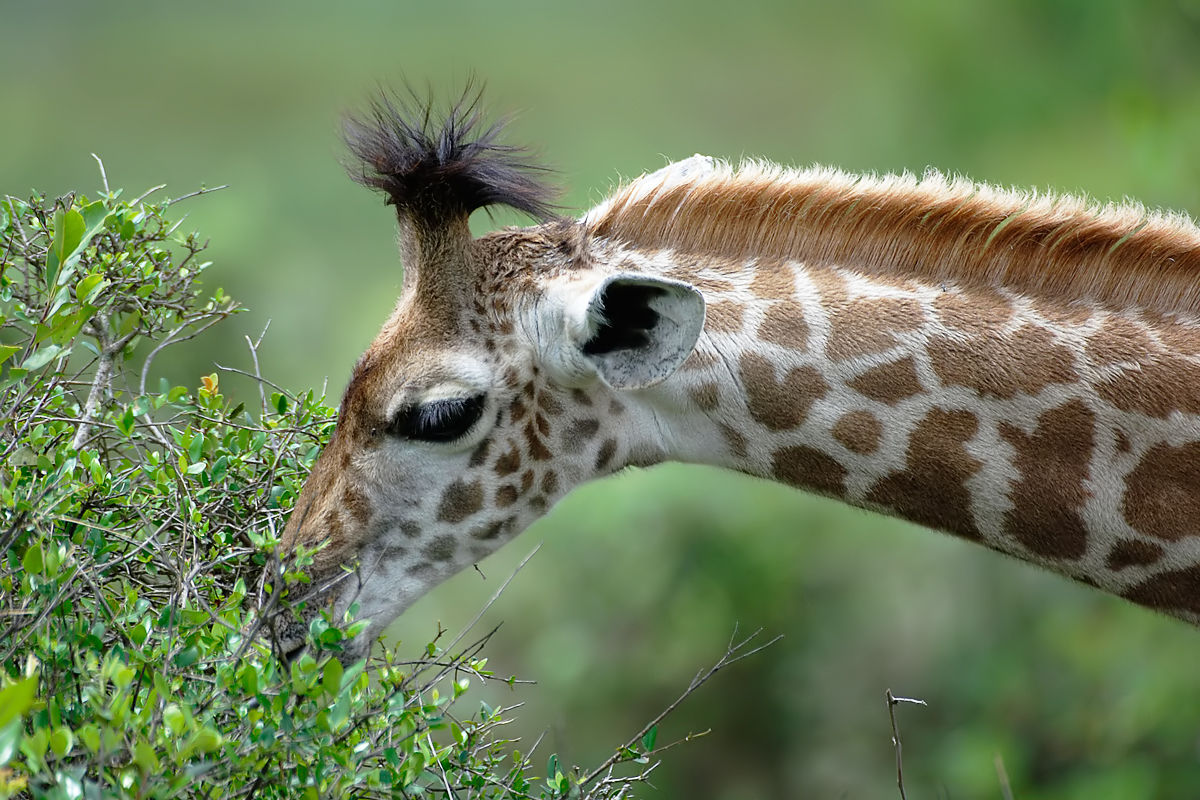Giraffe (Giraf)