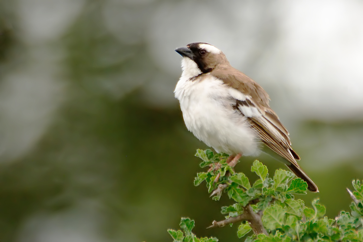 White-browed Sparrow-weaver (Mahali-wever)
