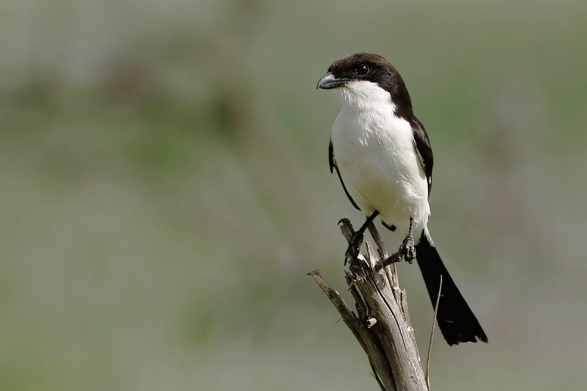Long-tailed Fiscal (Cabanis Klapekster)
