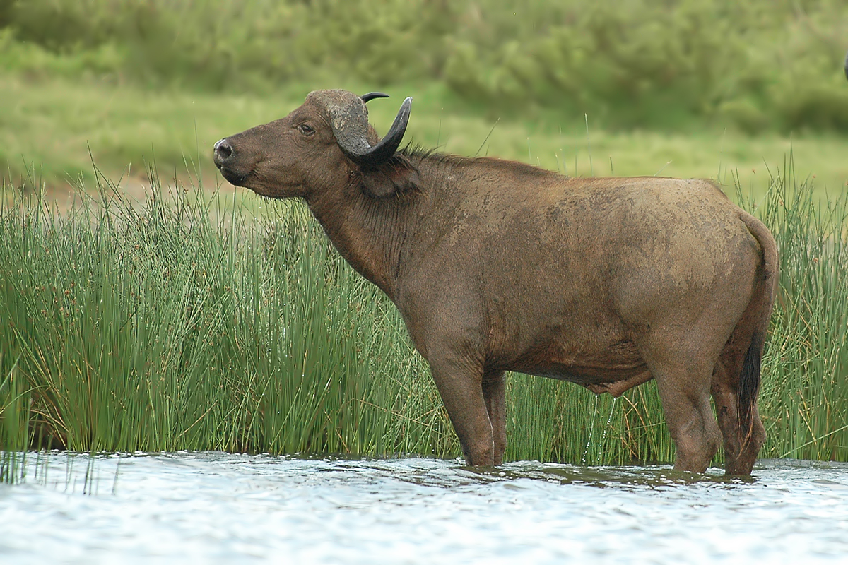 Buffalo (Buffel)