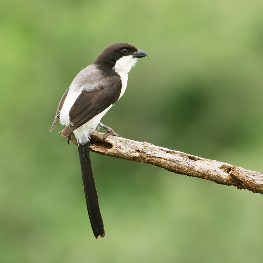Long-tailed Fiscal (Cabanis Klapekster)