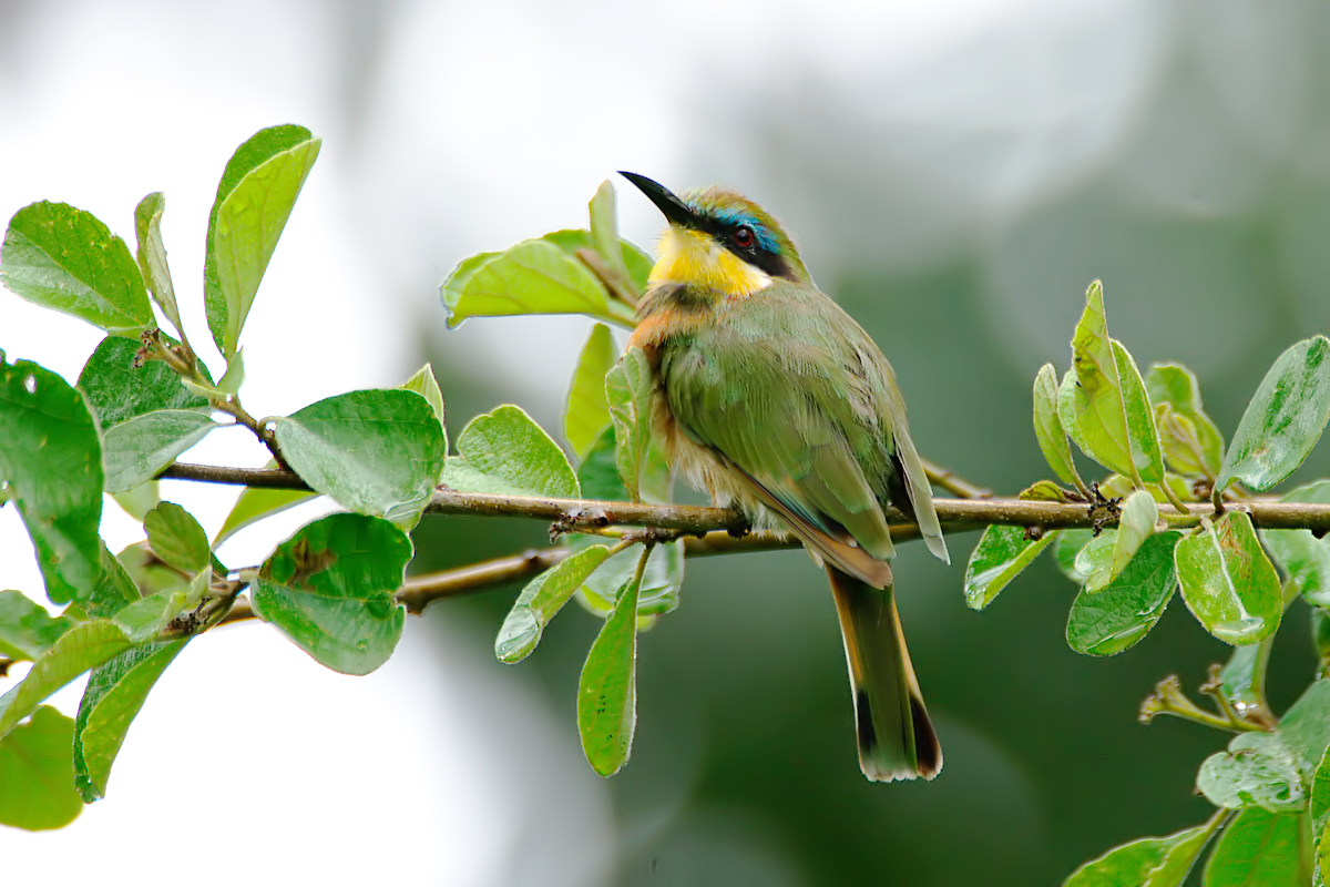 Little Bee-eater (Dwergbijeneter)