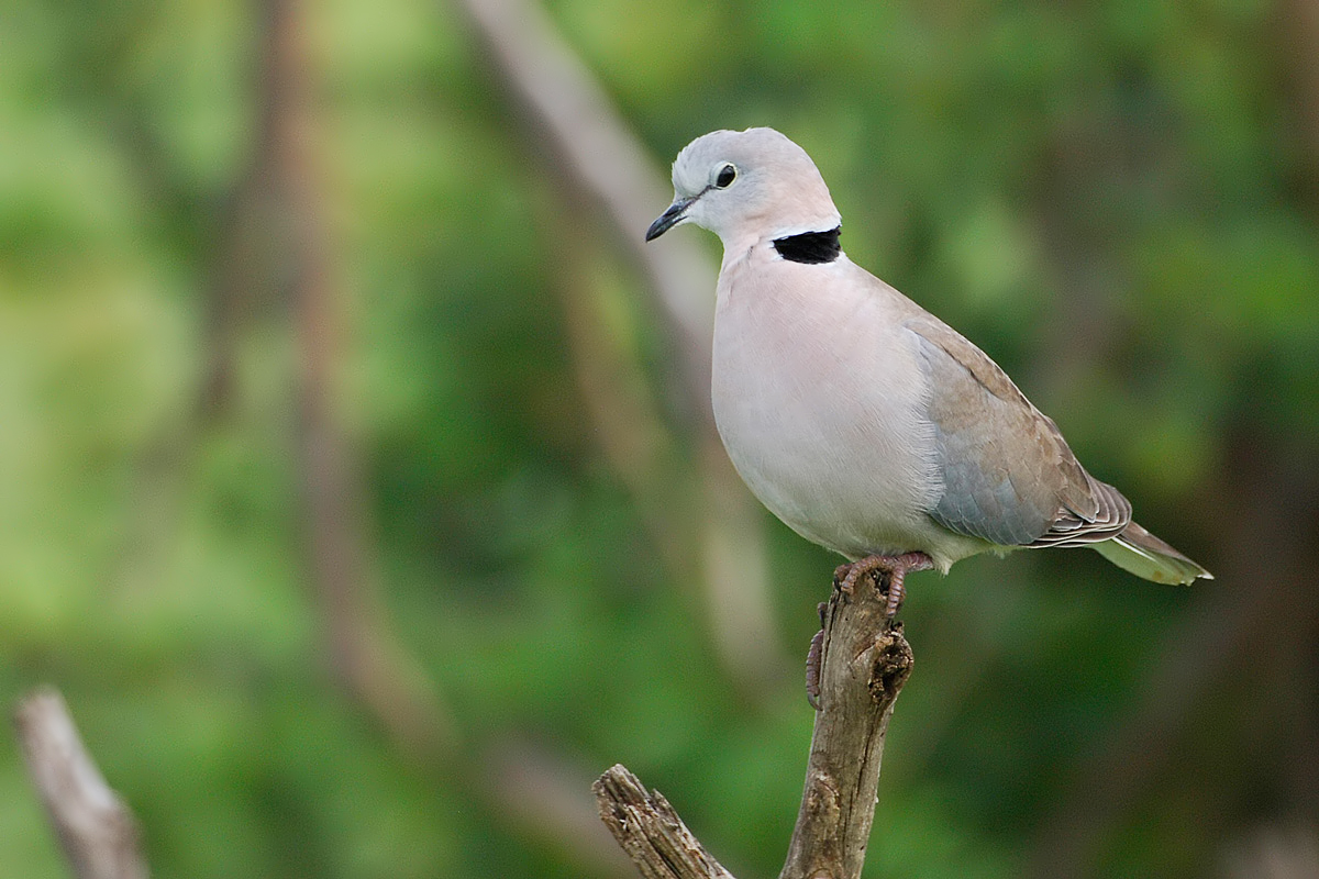 Ring-necked Dove (Kaapse Tortel)