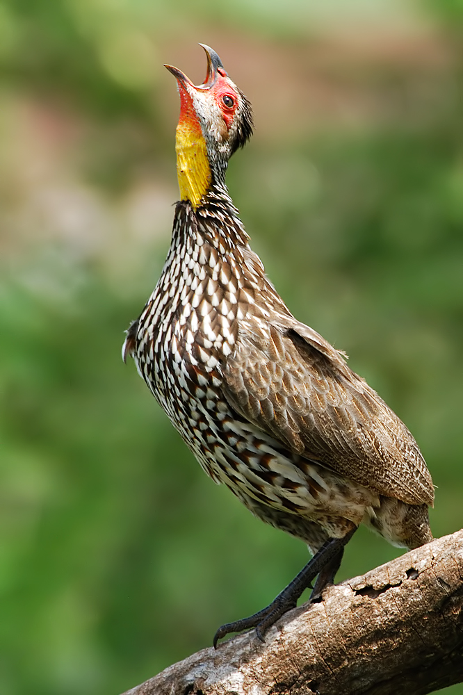 Yellow-necked Spurfowl (Geelkeelfrancolijn)