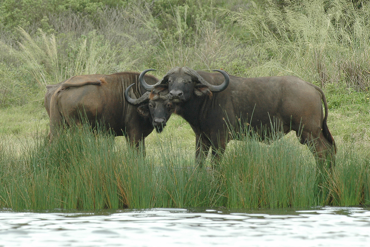 Buffalo (Buffel)