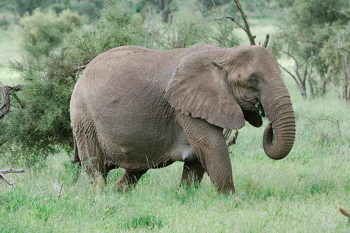 Elephant (olifant)