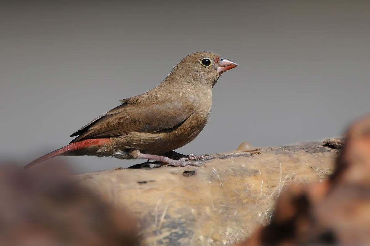 Red-billed Firefinch (Roodsnavel Vuurvink)