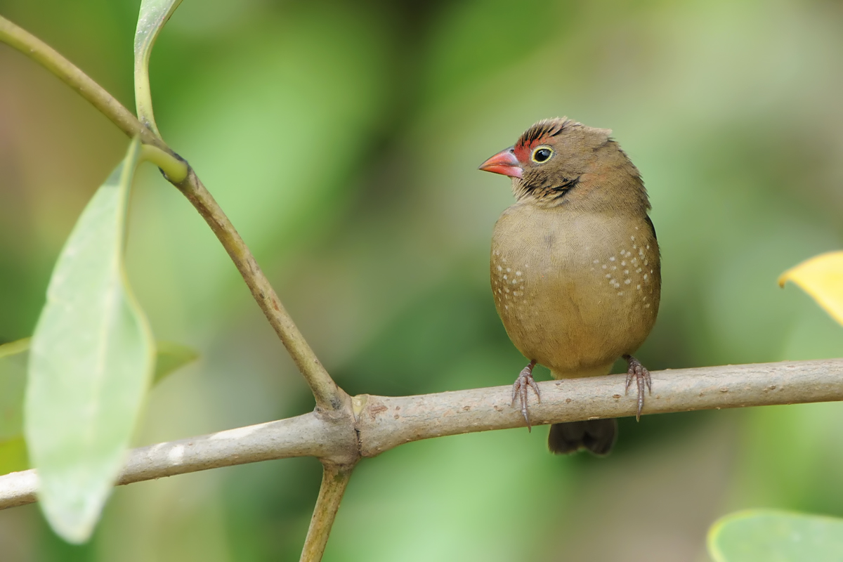Red-billed Firefinch (Roodsnavel Vuurvink)