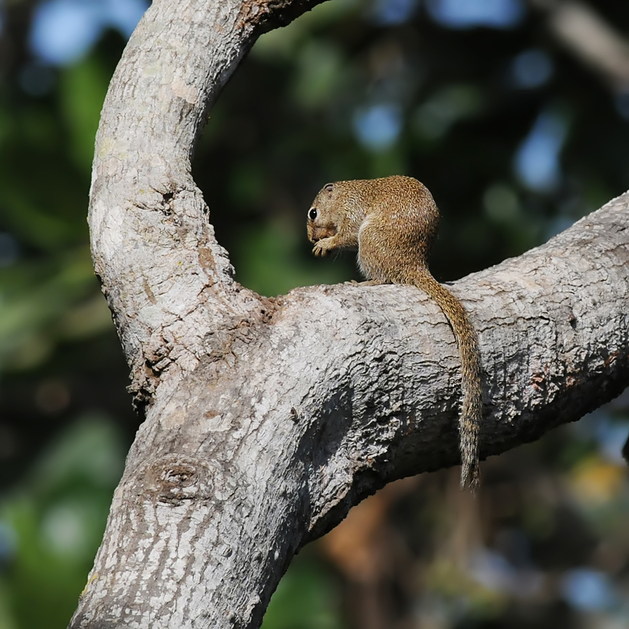 Gambian Squirrel (Kleine-Zonne-eekhoorn)