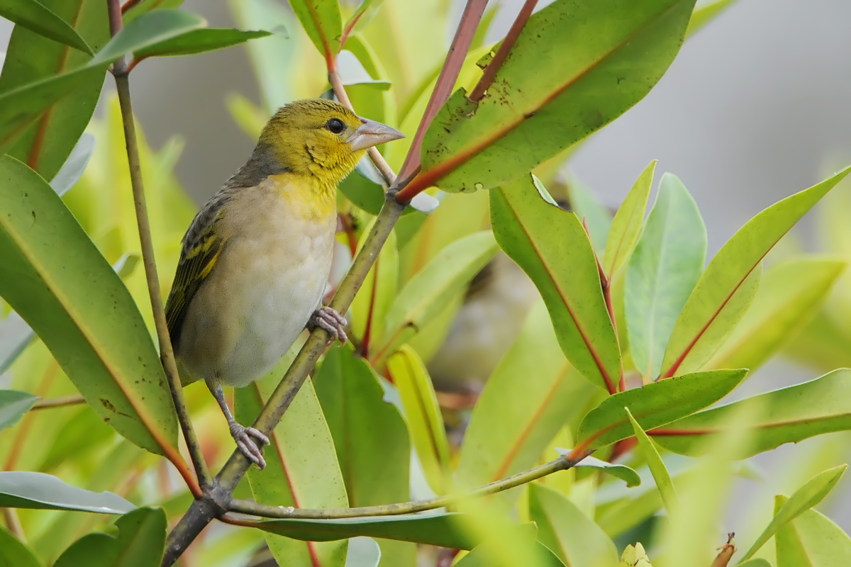 Village Weaver (Grote Textor-wever)