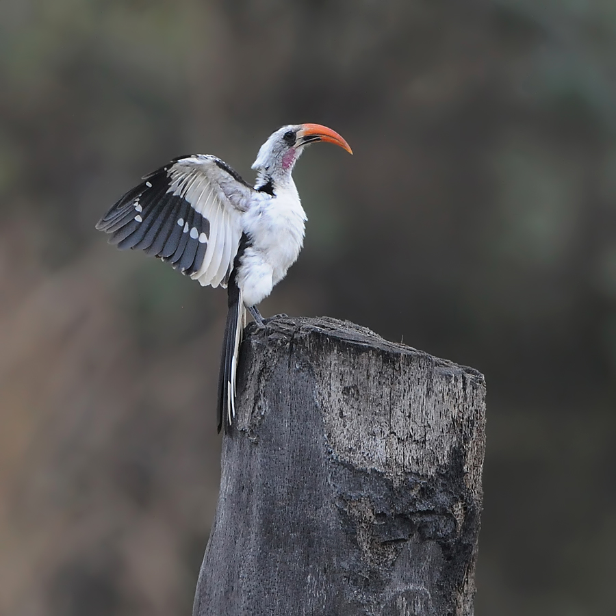 Red-billed Hornbill (Roodsnaveltok)