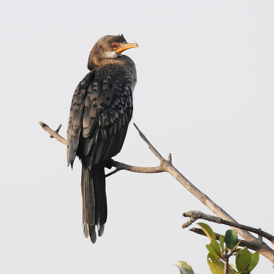 Long-tailed Cormorant (Afrikaanse Dwergaalscholver)
