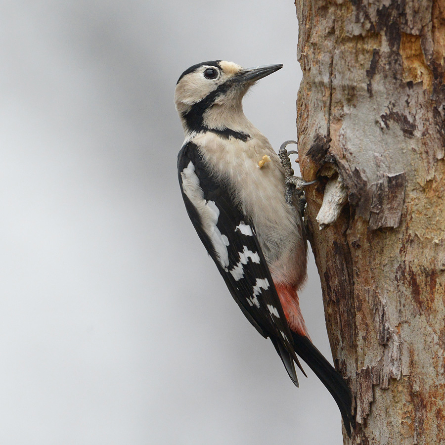 Syrian Woodpecker (Syrische Specht)