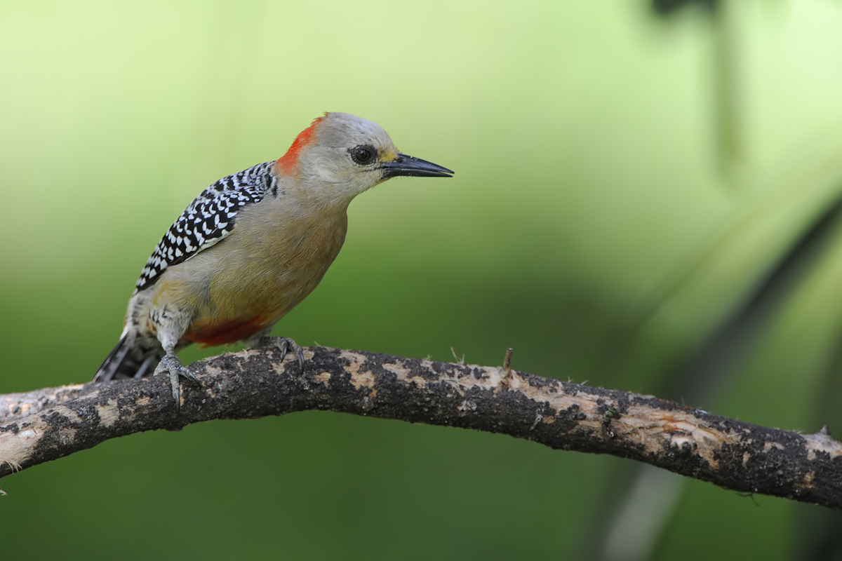 Red-crowned Woodpecker (Roodkruin Specht)