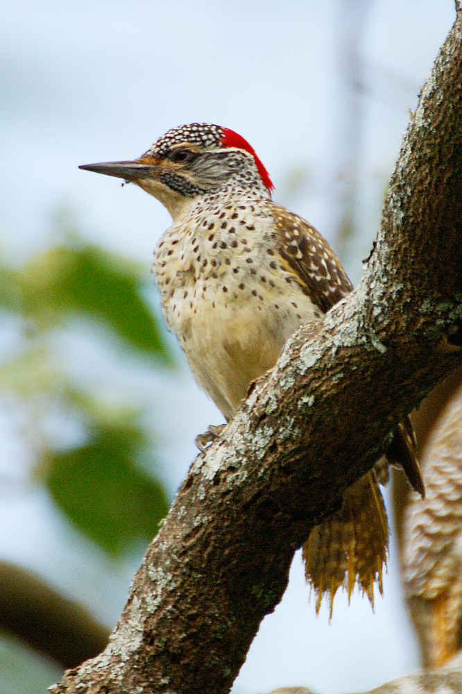 Nubian Woodpecker (Nubische Specht)