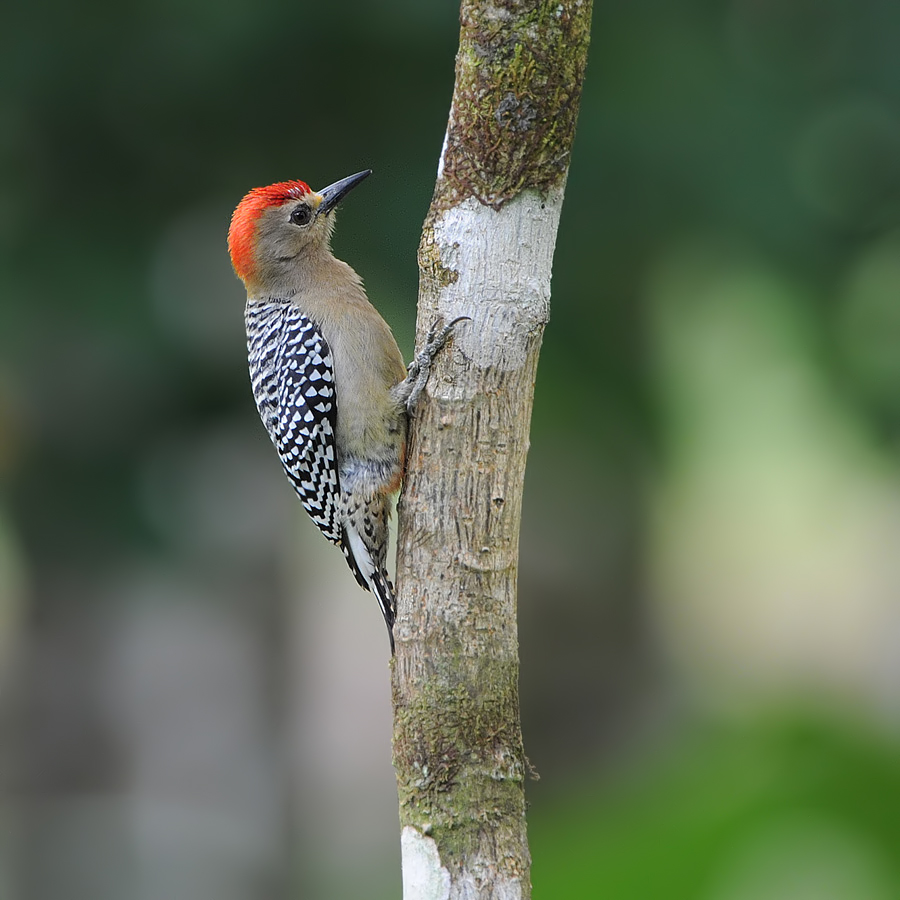 Red-crowned Woodpecker (Roodkruin Specht)