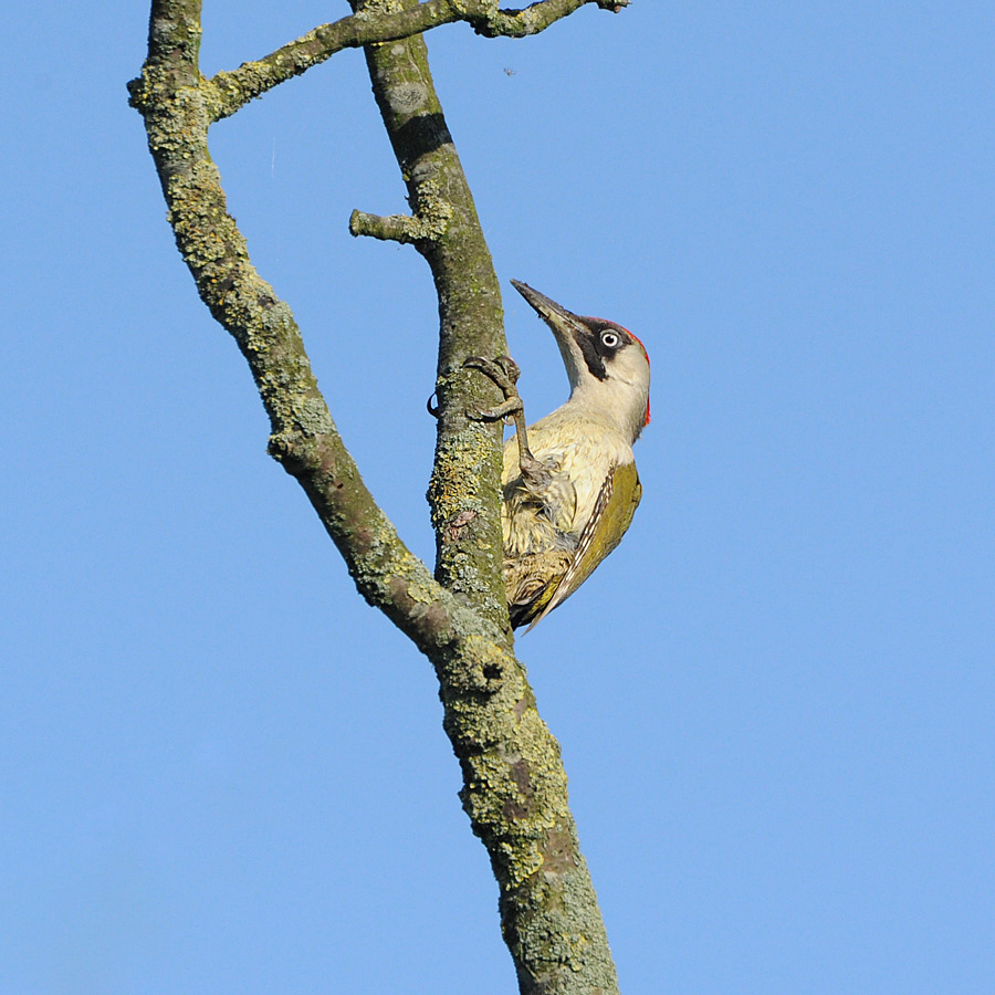 Green Woodpecker (Groene Specht)